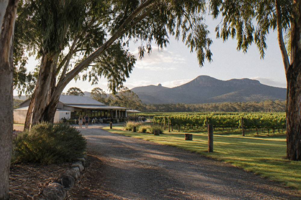 Tree-lined entrance road to a Pokolbin resort with vineyard rows beyond