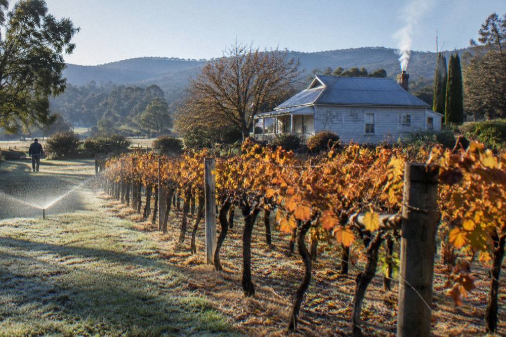 Vineyard rows in autumn colour with a cottage accommodation in the background